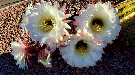 This Beautiful Cactus Flower Growing In A Median The Flowers Are