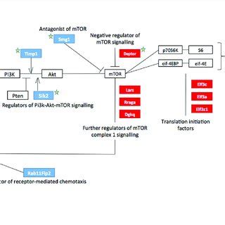 The Ptch1 Tis21 KO Specific Activation Signature Of The