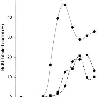 Kinetics of cell cycle progression after mitogenic stimulation of ...