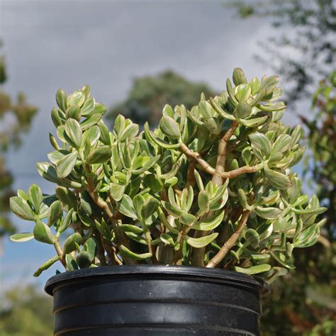 Variegated Jade Plant Crassula Ovata Variegata Fast Delivery Planet Desert