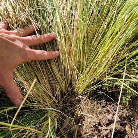 Pruning Ornamental Grasses Bountiful