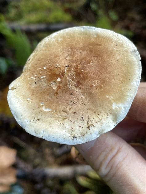 Common Gilled Mushrooms And Allies From Dash Point State Park Federal