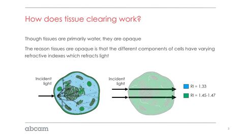 Understanding Tissue Clearing And Tissue Clearing Technologies