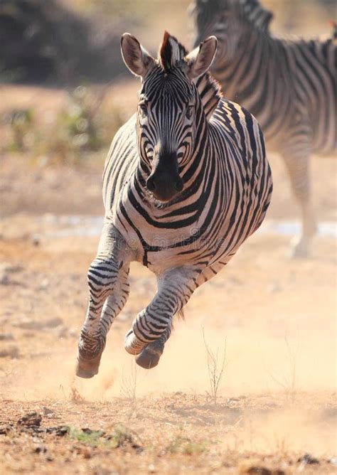 Zebra Running Scared From Lions Stock Photo - Image: 16218560