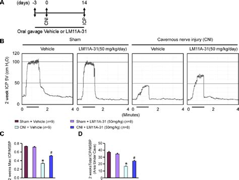 LM11A-31 gavage confers resistance to cavernous nerve injury ...