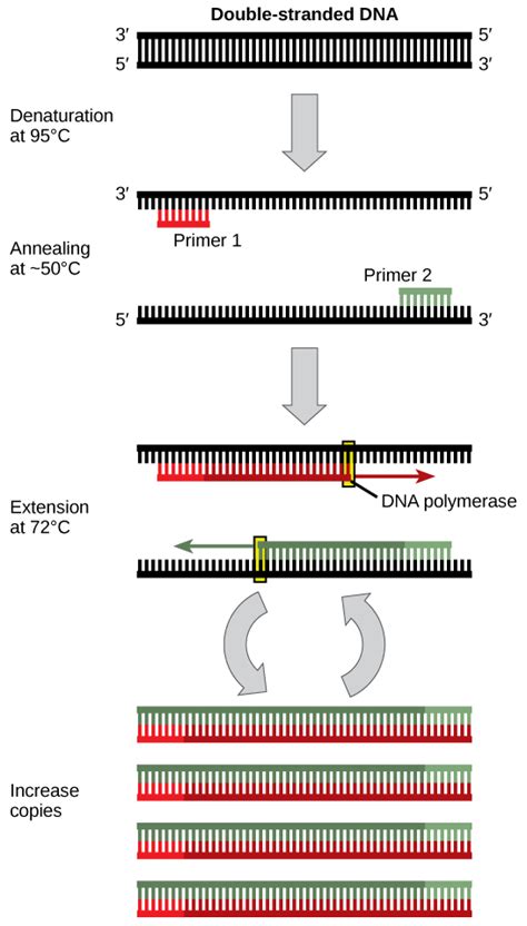 Cloning And Genetic Engineering Concepts Of Biology