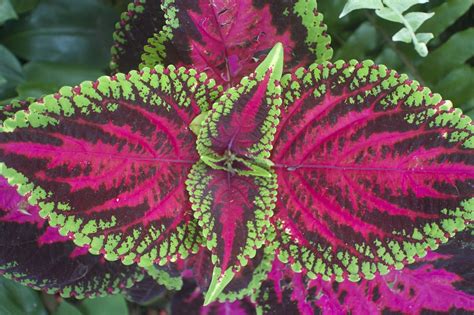 Coleus Merah Daun Foto Gratis Di Pixabay Pixabay