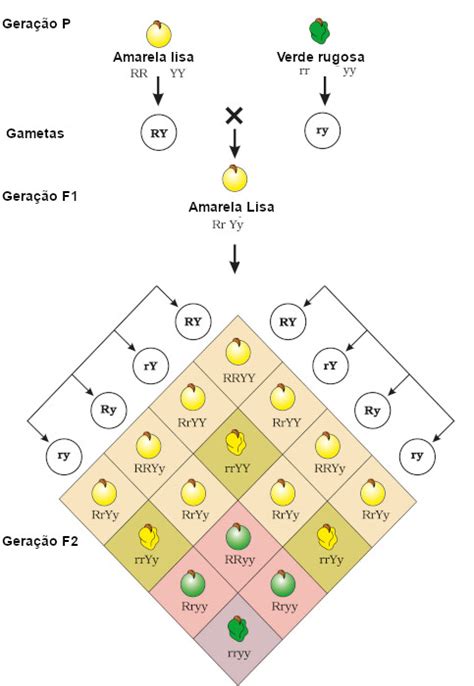 Segunda Lei De Mendel Exercícios - Lista de Exercícios sobre a Segunda Lei de Mendel - Mundo Educação