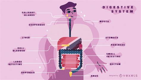 Descarga Vector De Plantilla De Infografía Del Cuerpo Del Sistema Digestivo