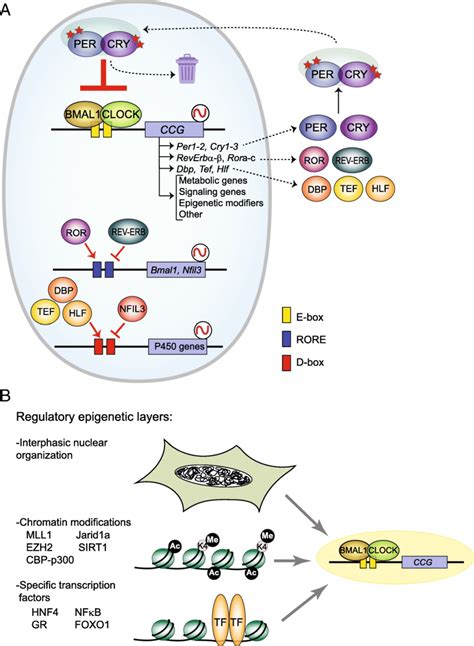 The Mammalian Circadian Clock A Schematic Representation Of The