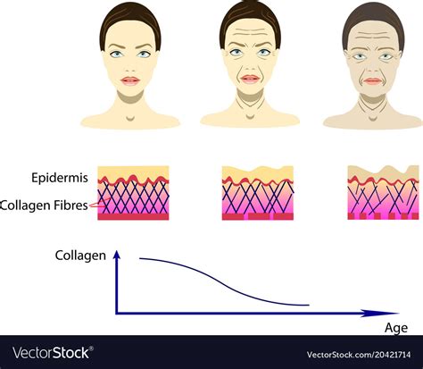 With aging process scheme Royalty Free Vector Image