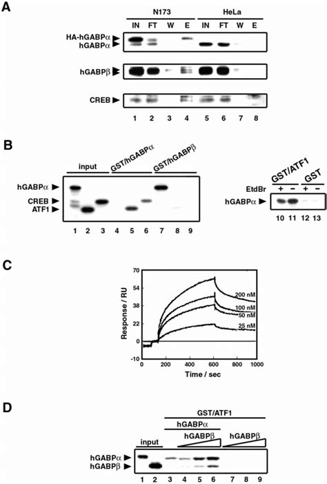 Hgabp Physically Binds To Atf1 And Creb A Co Immunoprecipitation Of