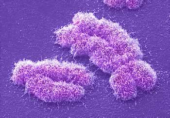 Biology Of Sex And Gender Annenberg Learner