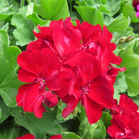 Pelargonium Boldly Burgundy Buy Geranium Annuals Online