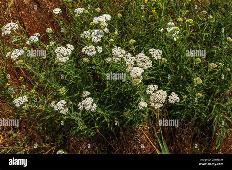 Achillea Millefolium Comúnmente Conocida Como Yarrow Común Es Una Planta Con Flores