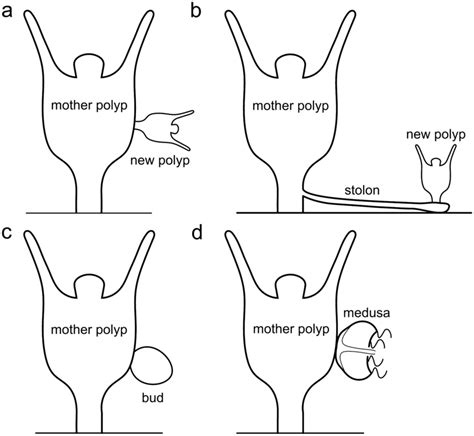 Scheme of the cnidarian budding types. a Lateral budding: new polyp ...