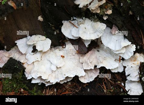 Postia Floriformis A Polypore Growing On Spruce Stump In Finland No