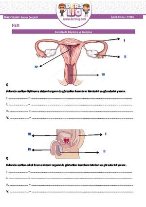 7 Sınıf Fen Bilimleri Canlılarda Üreme Büyüme ve Gelişme Çalışma