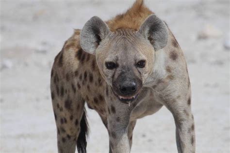 El Amor Odio Entre Leones Y Hienas