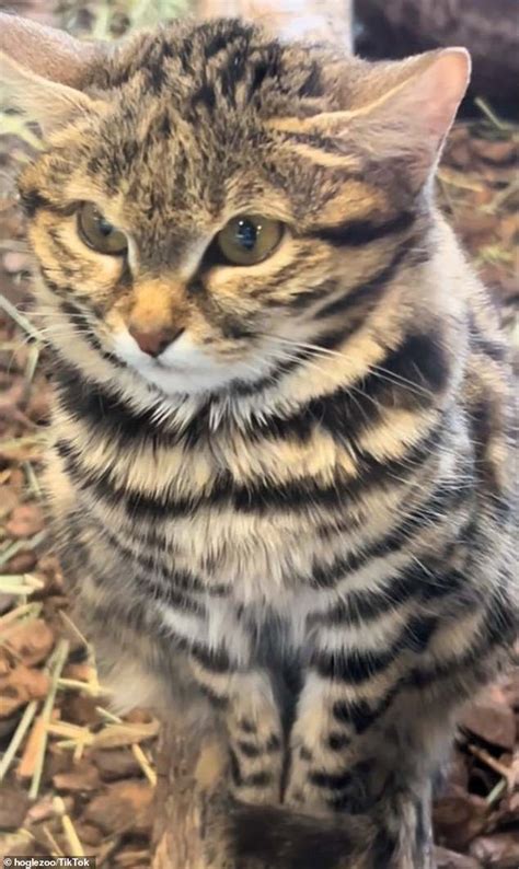 Adorable Gaia A Black Footed Cat Dazzles In Exclusive Blue Steel Gaze Footage From Her Cozy