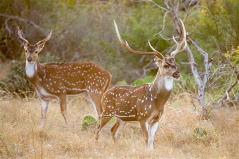 Axis Deer Hunting In The Texas Hill Country Stone Creek Ranch