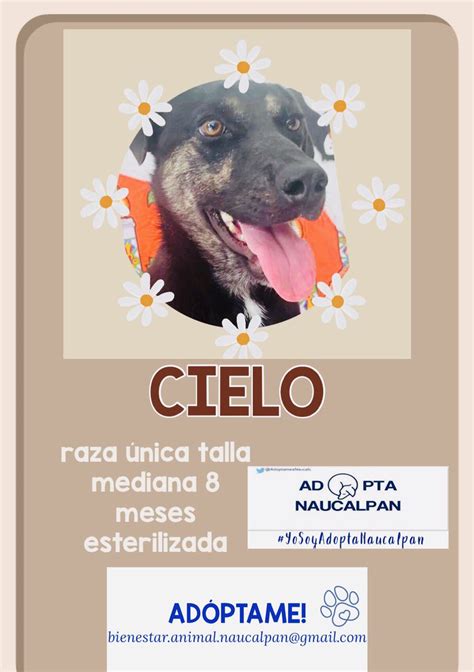 Elefagente Secreto On Twitter RT AdoptaAtizapan Hoy Necesitamos