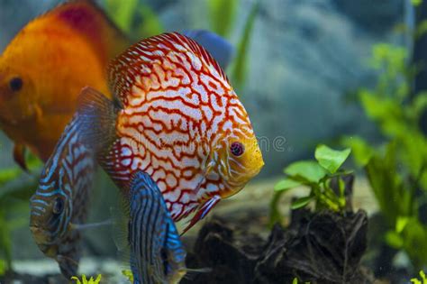 Close Up View Of Gorgeous Colorful Aquarium Fishes Discus Stock Photo