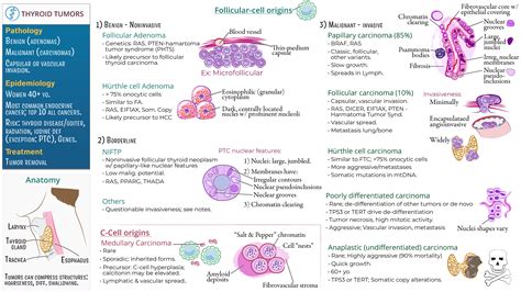 USMLE COMLEX Step 1 Thyroid Tumors Ditki Medical Biological