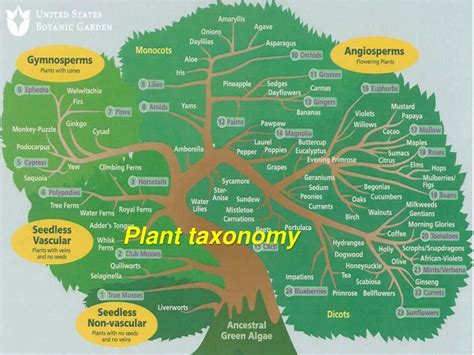 PPT - Plant taxonomy PowerPoint Presentation, free download - ID:9242982