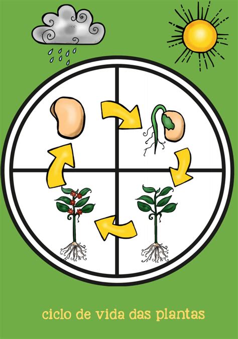 Ciclo De Vida Da Planta Braincp