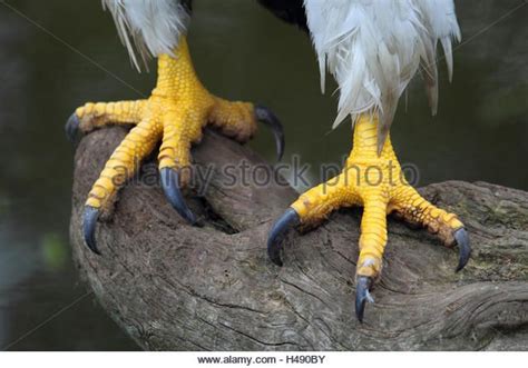 Eagle feet hi-res stock photography and images - Alamy in 2023 | Bird, Eagle, Bird pictures