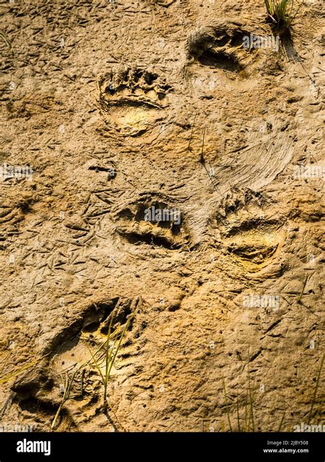 Bear Tracks In Mud Coastal Brown Bears Ursus Arctos Horribilis At