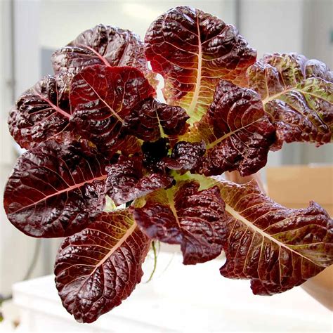 Buy Lettuce Outredgeous Romaine Organic Gardening Catalogue