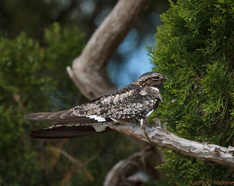 Common Nighthawk Merritt Island Nwr Florida This Shot Wa Flickr