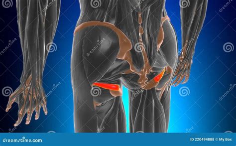 gemellus inferior anatomy function  clinical significance  hip
