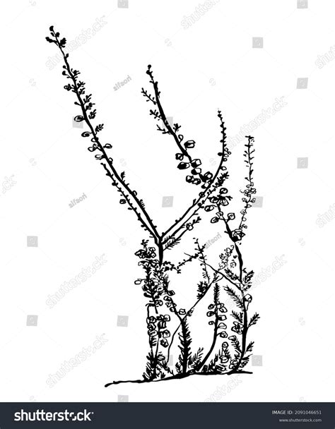 Drawing Picture Isolate Forest Flowering Plant Stock Vector (Royalty ...