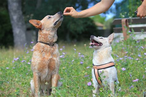 Australian cattle dog: Dog breed characteristics & care