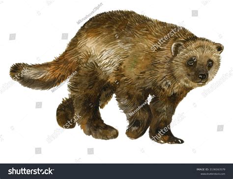 Wolverine Animal Watercolor Hand Painting On Stock Illustration ...