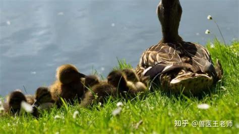 禽医王老师谈鸭子采食量减少怎么办蛋鸭掉蛋产蛋率下降是什么原因 知乎