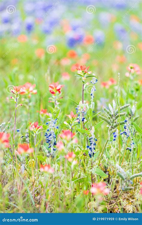 Indian Paintbrush And Bluebonnet Wildflowers In The Texas Hill Country