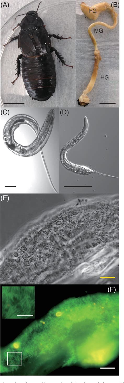 Figure 1 From Ectosymbiotic Bacterial Microbiota Densely Colonize The