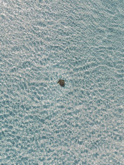 Aerial view of a turtle, Fraser Coast, Queensland, Australia - Stock Image - F039/4754 - Science ...