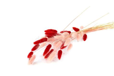 Pink And Red Fluffy Bunny Tails Grass Isolated On White Background