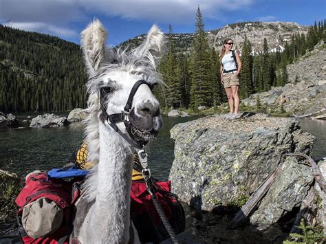 Llama Trek Montana National Geographic Travel Daily Photo National