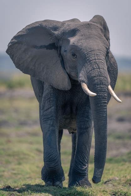 Premium Photo | Elephant drinking water