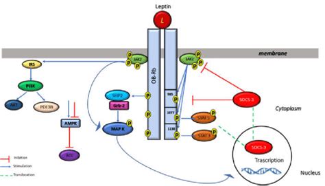 Multiple Leptin Signaling Pathways Leptin Binding To Its Receptor Download Scientific Diagram