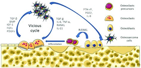 Vicious Cycle Between Primary Tumor Cell And Bone Cells Cancer Cells