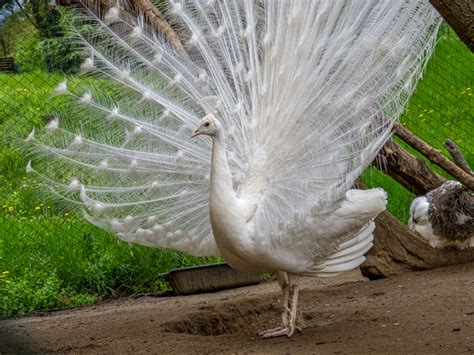 Indian Peafowl Pavo Cristatus Zoochat