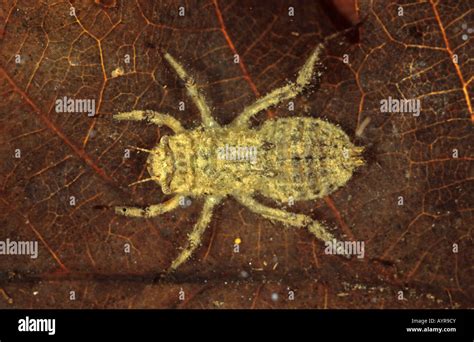 Libellula Depressa Larva Fotografías E Imágenes De Alta Resolución Alamy