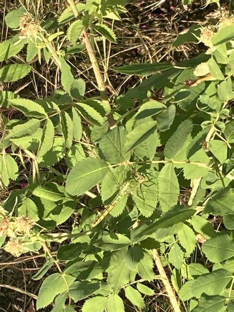 Western Pondhawk From S Conklin Rd Spokane Valley Wa Us On June